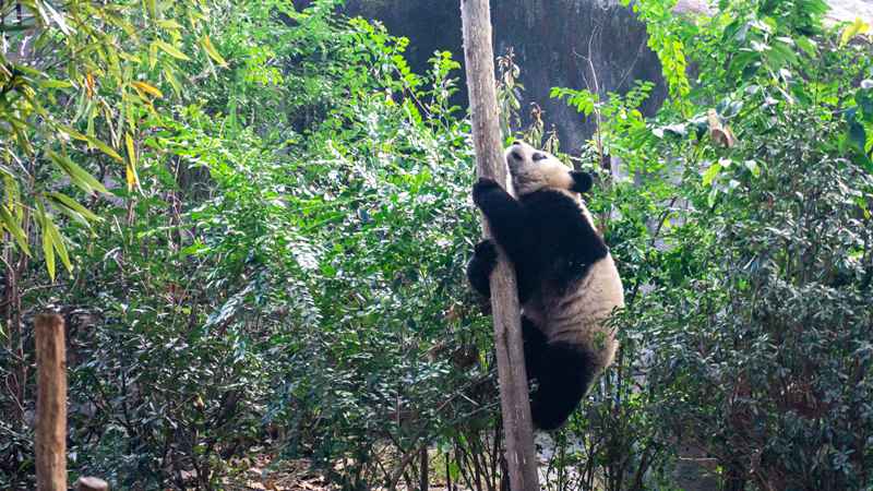 成都重庆四日暴走记，火锅、茶馆与山城的日与夜-第1张图片-四川省中国青年旅行社